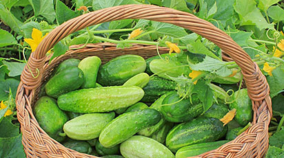 10 секретов отменного урожая огурцов