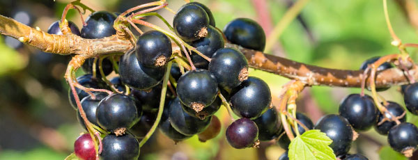 7 секретов небывалого урожая смородины