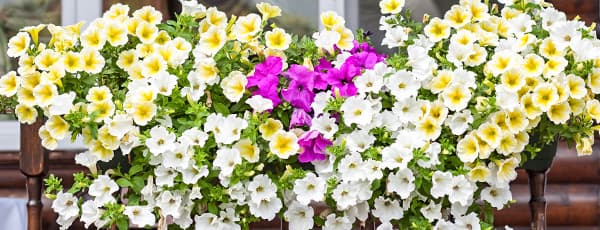 Апрельский посевной календарь: овощи, цветы, декоративные растения