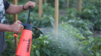 Чем обработать томаты от фитофторы