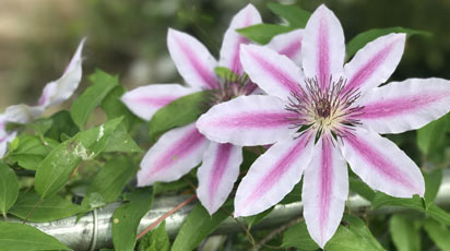 Чем подкормить клематис осенью