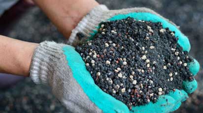 Чем удобрять розы