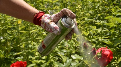 Как избавиться от тли на розах