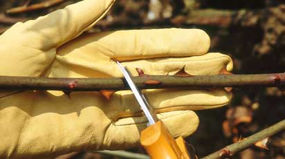 Как обрезать розы после цветения на зиму