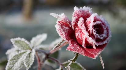 Надо ли обрезать розы