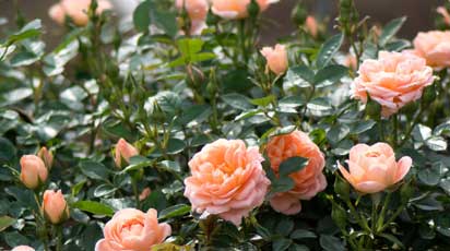 Удобряют ли розы во время цветения