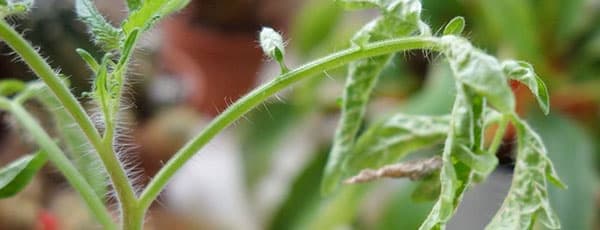 Болезни и вредители рассады – профилактика, методы борьбы