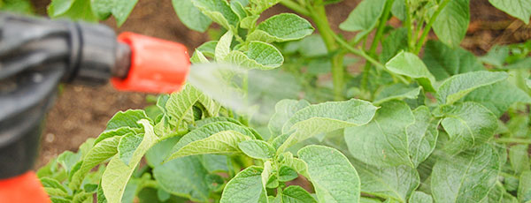 Чем обработать семенной картофель перед посадкой