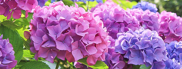 Чем отличается крупнолистная гортензия от метельчатой