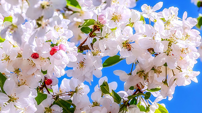 Чем удобрять плодовые и ягодные весной: секреты эффективных подкормок