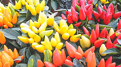 Чили, сальса, табаско – острый перец для тех, кто любит погорячее