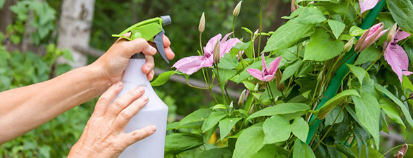 Что делать на даче в июне любителям садово-огородных дел