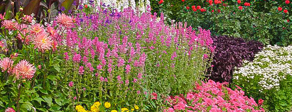 Что делать с многолетниками, если сажать еще рано: советы агронома