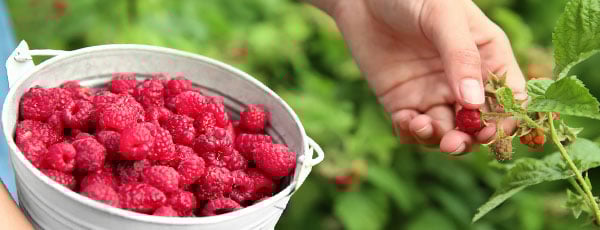 Что делать в августе в саду и огороде? Календарь работ на месяц