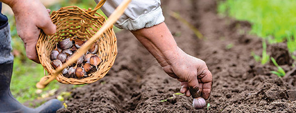 Что делать в саду и огороде в октябре: самые важные задачи