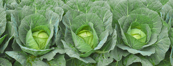 Что посадить на огороде в мае: полный список овощей