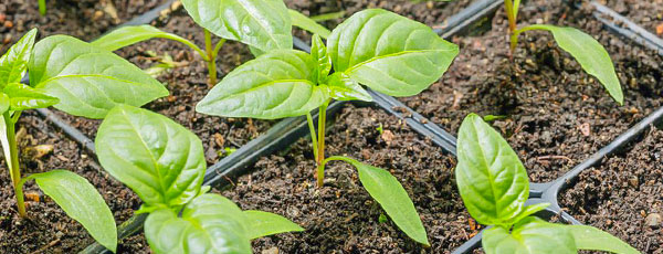 Что посеять в феврале: полный список овощей и цветов