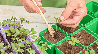 15 простых секретов выращивания рассады капусты