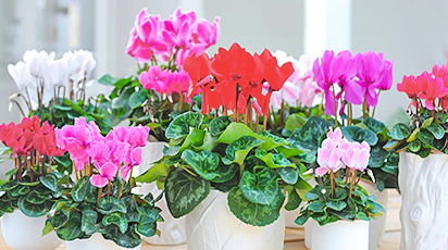 5 основных правил ухода за комнатными растениями