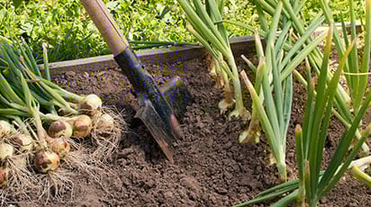 7 главных правил для получения хорошего урожая лука