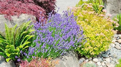 7 растений, которые отпугнут слизней и улиток с грядок