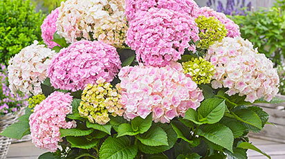 7 самых популярных гортензий этого года