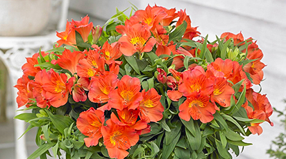 Элегантная альстромерия из семян: условия посадки и уход