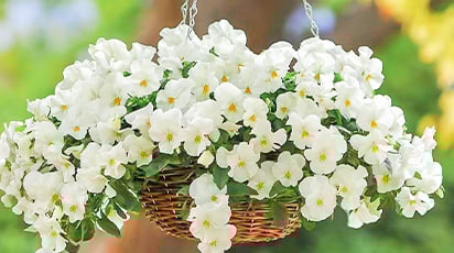 Правильное выращивание ампельной виолы из семян