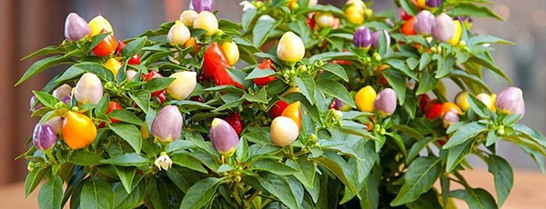 Как вырастить вкусный перец на подоконнике зимой