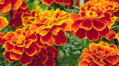 Бархатцы защитят огород от вредителей и болезней