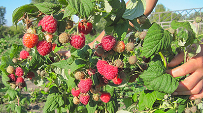 Богатырь - вкусный сорт малины на штамбе
