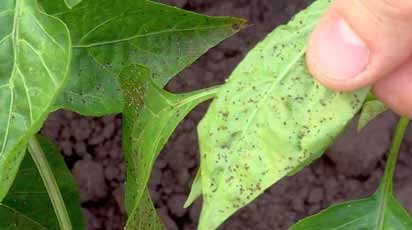 Болезни и вредители рассады – действенные меры борьбы