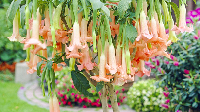 Бругмансия из семян: секреты посева от А до Я