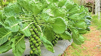 Брюссельская капуста: посев, выращивание и уход