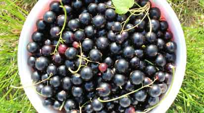 Черная смородина весной: календарь работ с марта по май