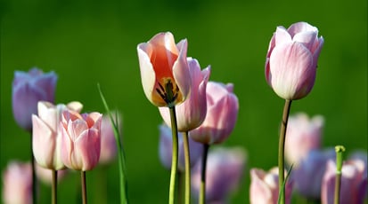 Что делать с тюльпанами, когда они отцвели