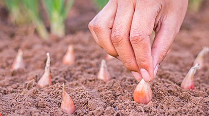 Какие овощи можно высевать под зиму