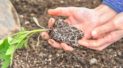 Что такое Корнерост и как им правильно пользоваться - Беккер.Бу Что такое Корнерост и как им правильно пользоваться