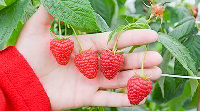 Что такое малиновое дерево и как его сажать