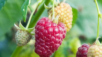 Что такое ремонтантная малина и как ее вырастить