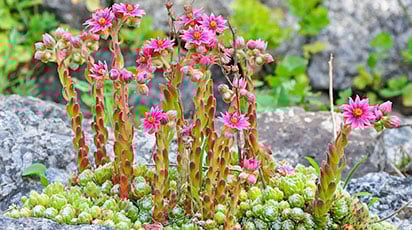 Что такое суккуленты и как их выращивать в саду