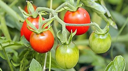 Что значит штамбовые томаты