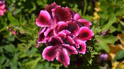 Цветочная вуаль: как подобрать лучшие ампельные растения для сада