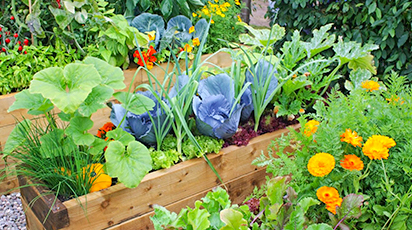 Десять советов начинающему огороднику