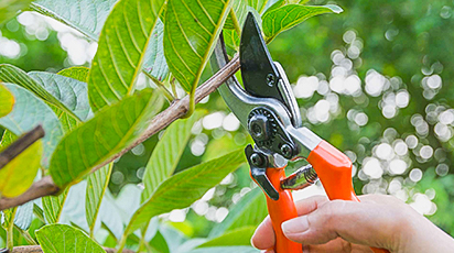 Главные правила обрезки плодовых деревьев и кустарников