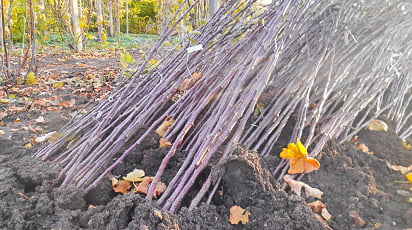 Как сохранить саженцы в прикопе до весны