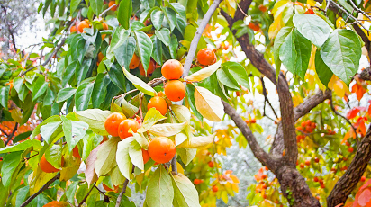 Секреты посадки и ухода за хурмой