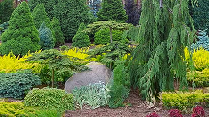 Хвойные растения в дизайне вашего участка