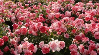 Как и чем подкормить розы весной, чтобы цвели пышно