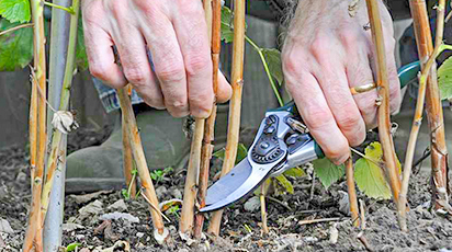 Готовим малину к зиме  – советы опытных садоводов